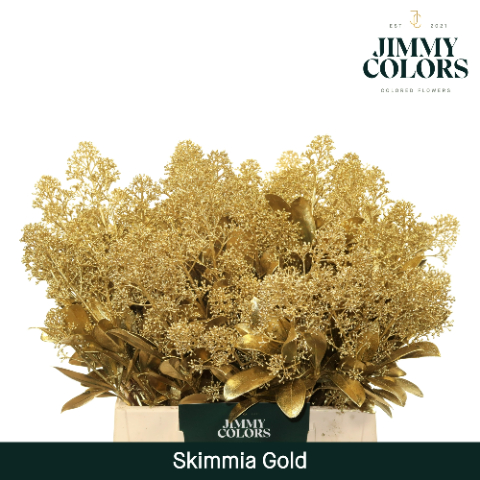 Срезанные цветы оптом Skimmia paint gold от 10шт из Голландии с доставкой по России