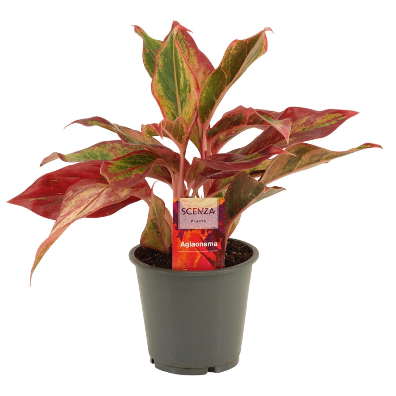 Горшечные цветы и растения оптом Aglaonema Red Fire от 10шт из Голландии с доставкой по России