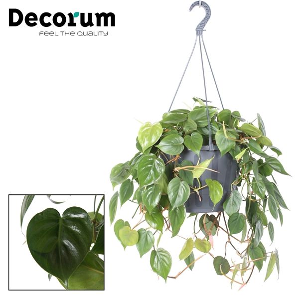 Горшечные цветы и растения оптом Philodendron Scandens  Xxl (decorum) от 1шт из Голландии с доставкой по России