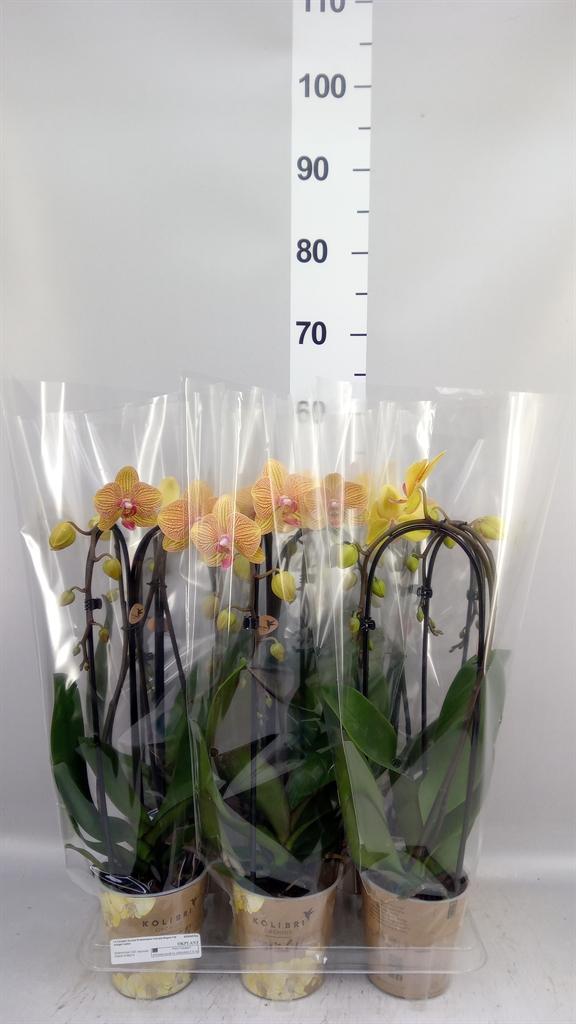 Горшечные цветы и растения оптом Phalaenopsis elegant Cascade A от 6шт из Голландии с доставкой по России