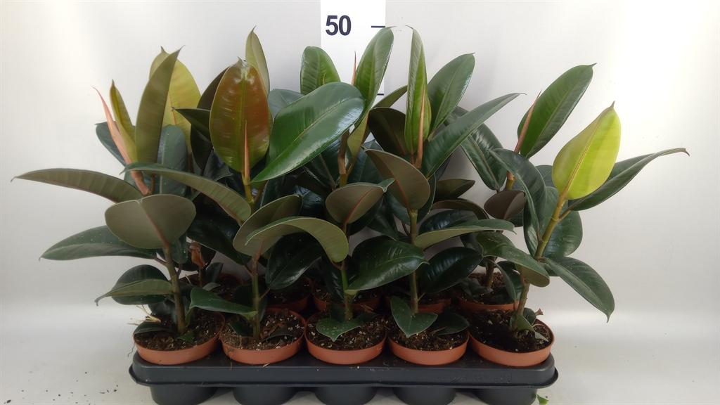 Горшечные цветы и растения оптом Ficus Elastica robusta от 10шт из Голландии с доставкой по России