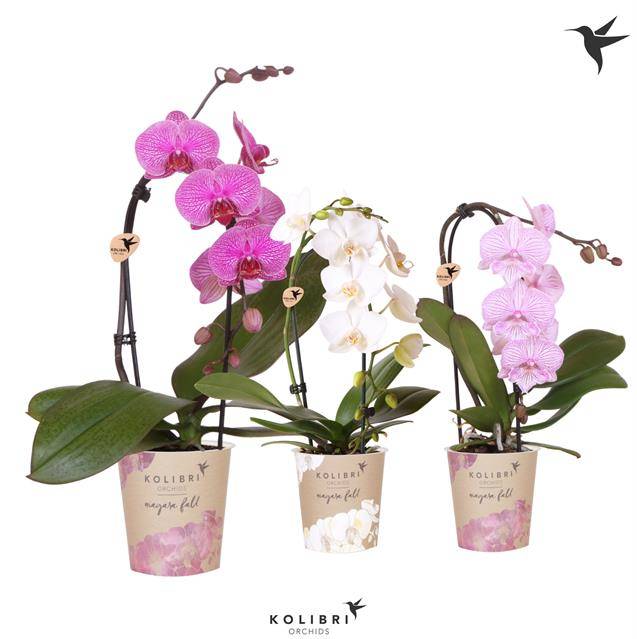 Горшечные цветы и растения оптом Phalaenopsis Elegant Cascade от 3шт из Голландии с доставкой по России