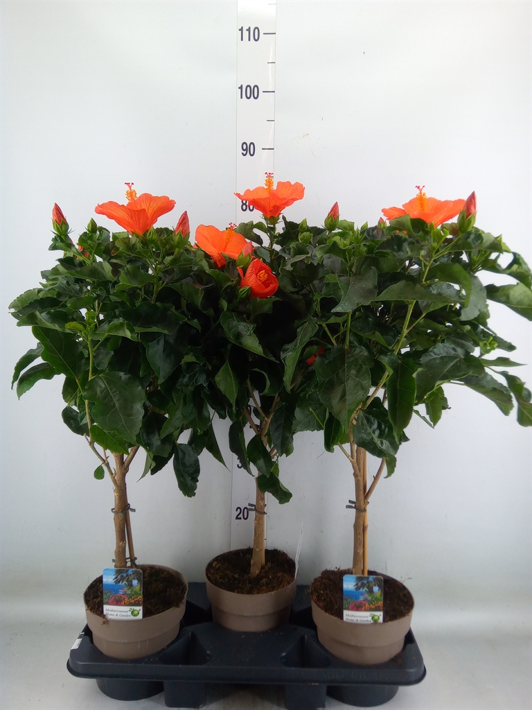 Горшечные цветы и растения оптом Hibiscus   ... от 3шт из Голландии с доставкой по России