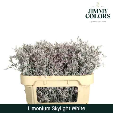 Срезанные цветы оптом Limonium skylight paint white от 25шт из Голландии с доставкой по России