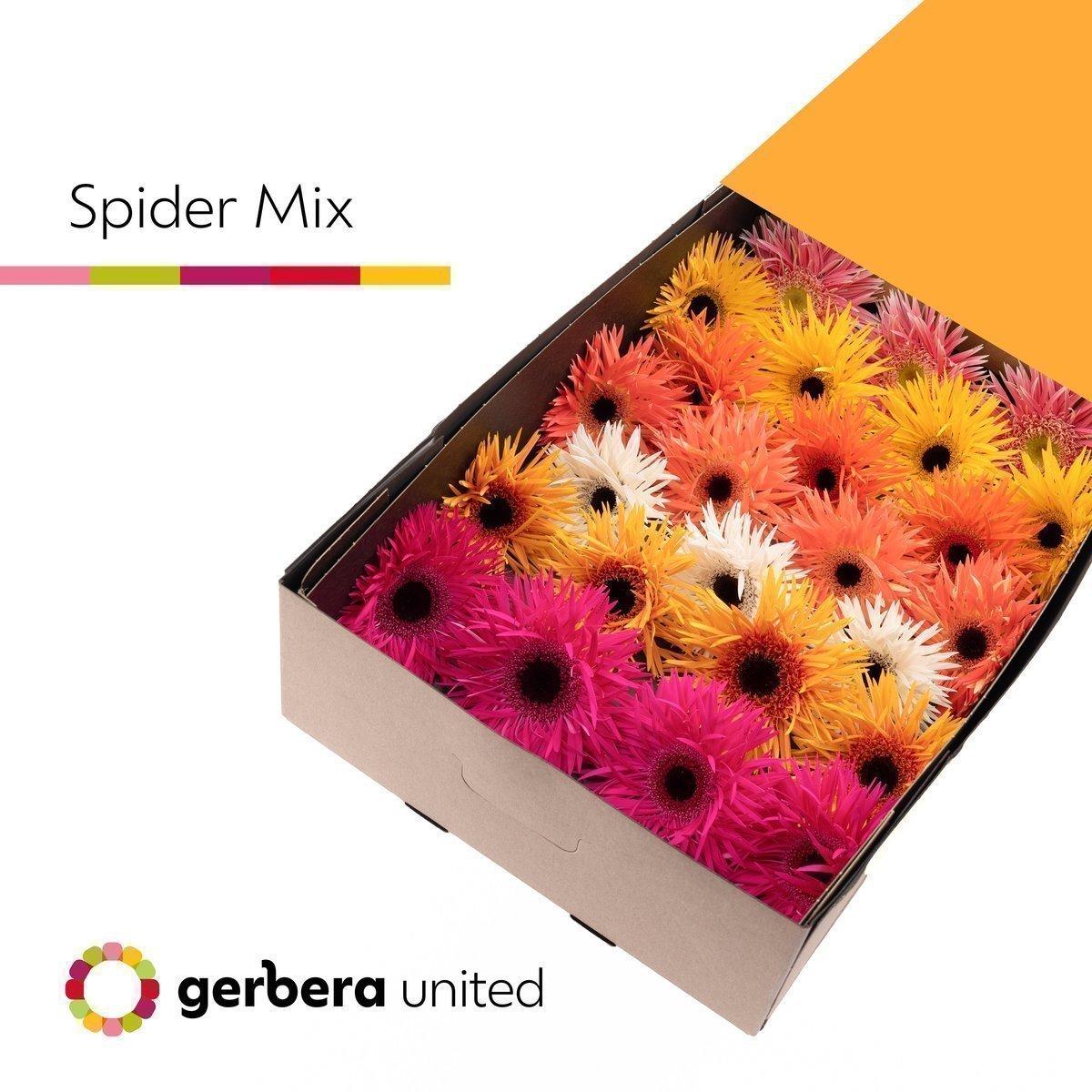 Срезанные цветы оптом Gerbera springs in row mix от 50шт из Голландии с доставкой по России