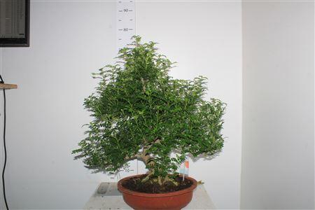 Горшечные цветы и растения оптом Bonsai Zanthoxylum S - Shape от 1шт из Голландии с доставкой по России