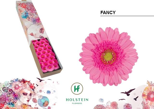 Срезанные цветы оптом Germini fancy от 60шт из Голландии с доставкой по России