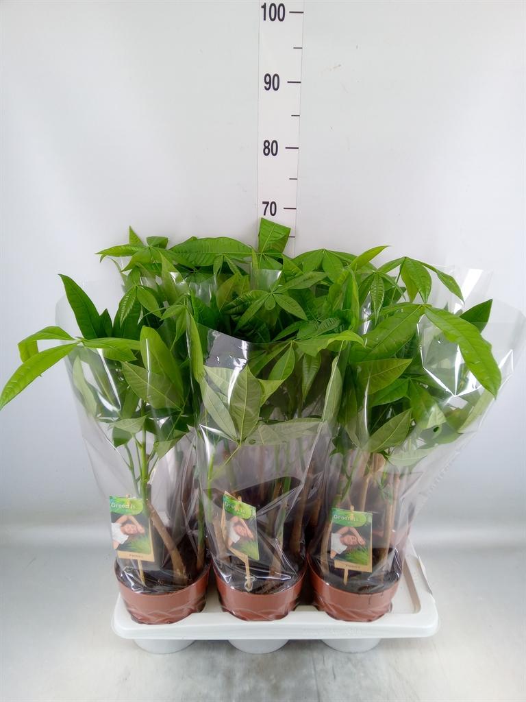 Горшечные цветы и растения оптом Pachira Aquatica Twisted Stem от 6шт из Голландии с доставкой по России