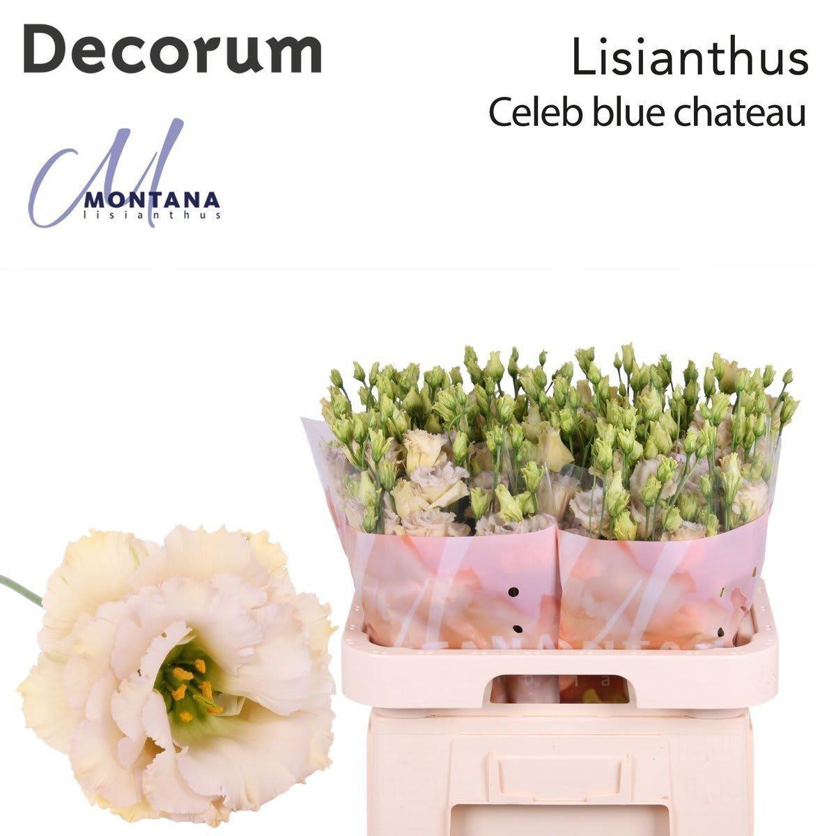 Срезанные цветы оптом Lisianthus do blue chateau A от 140шт из Голландии с доставкой по России