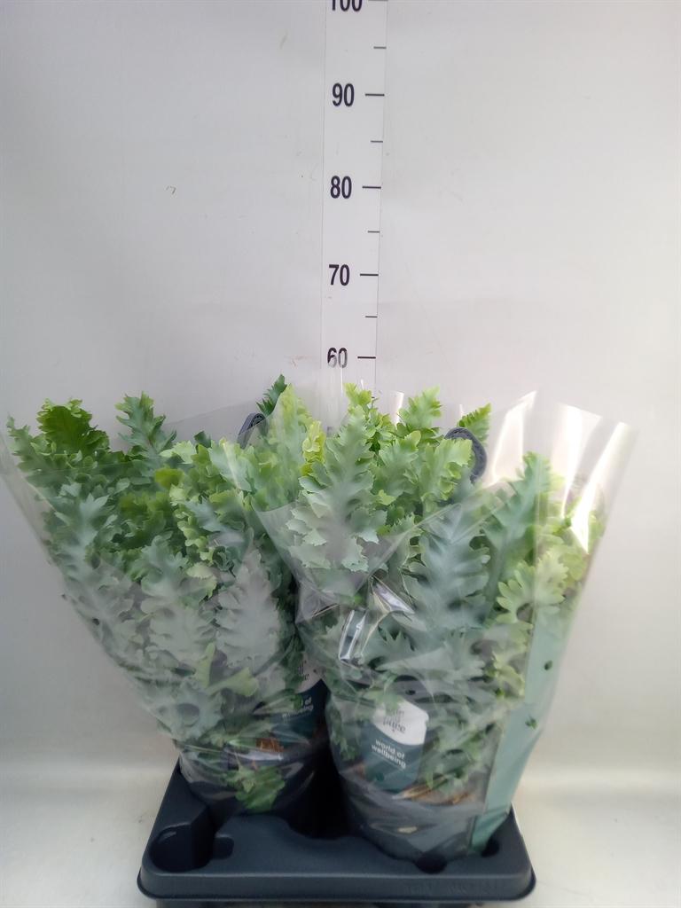 Горшечные цветы и растения оптом Phlebobium Davana Hangpot от 2шт из Голландии с доставкой по России