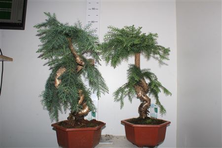 Горшечные цветы и растения оптом Bonsai Araucaria Cunninghamii Bonsai In Hexagon от 1шт из Голландии с доставкой по России