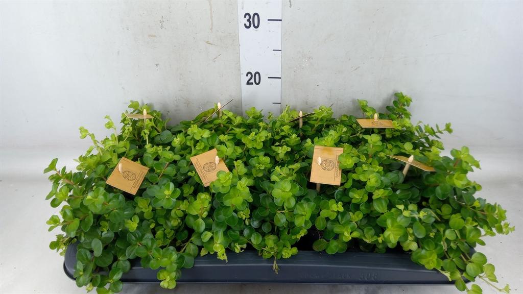 Горшечные цветы и растения оптом Peperomia Rotundifolia от 8шт из Голландии с доставкой по России