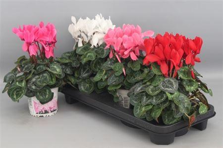 Горшечные цветы и растения оптом Cycl Gr Sup Xl от 3шт (для телеги) из Голландии с доставкой по России