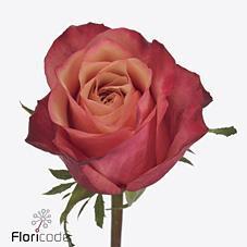 Срезанные цветы оптом Rosa large bogart от 40шт из Голландии с доставкой по России