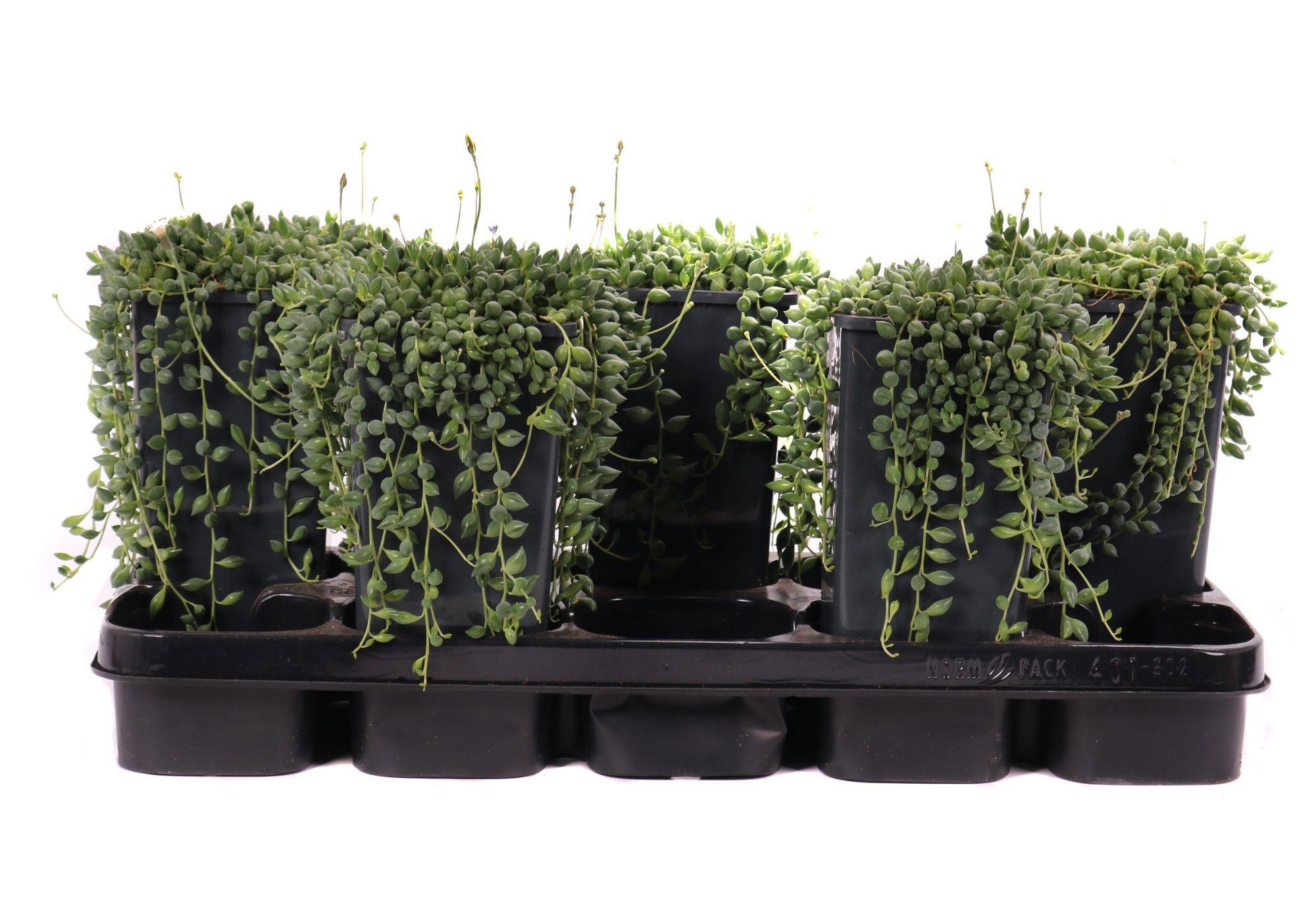 Горшечные цветы и растения оптом Senecio Herreianus Vase от 5шт из Голландии с доставкой по России