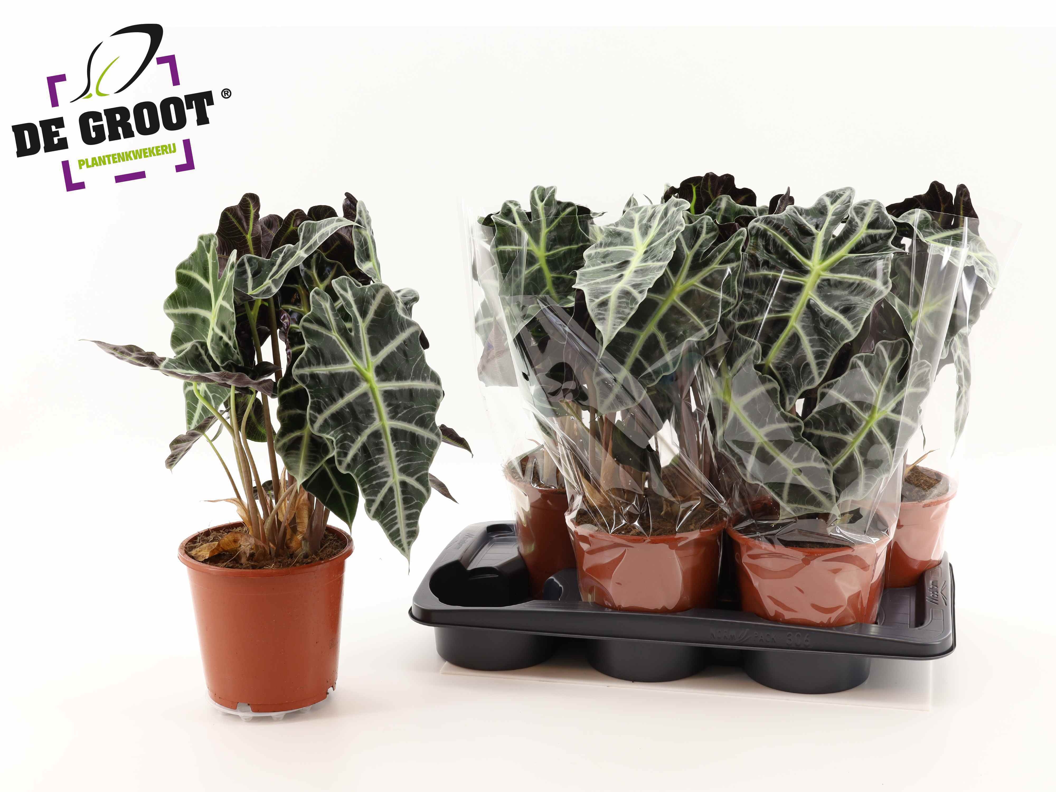 Горшечные цветы и растения оптом Aloc Polly от 6шт (для телеги) из Голландии с доставкой по России