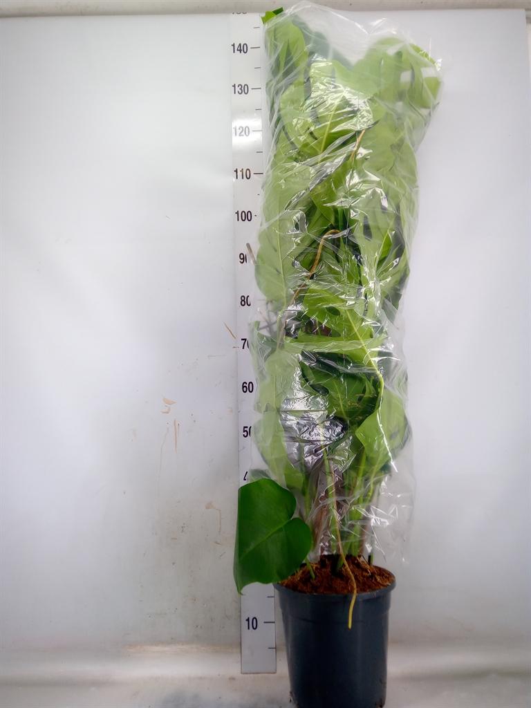 Горшечные цветы и растения оптом Monstera Pertusum от 1шт из Голландии с доставкой по России