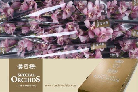 Срезанные цветы оптом Cymbidium pink elliot rogers C290 от 9шт из Голландии с доставкой по России