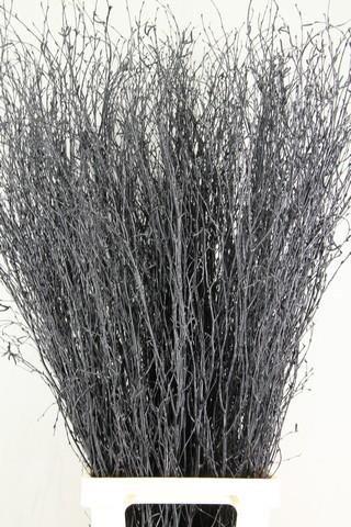 Срезанные цветы оптом Betula paint black от 10шт из Голландии с доставкой по России