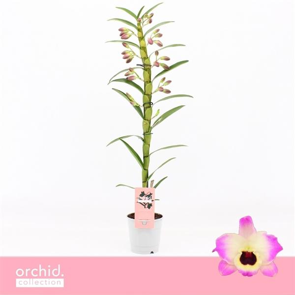 Горшечные цветы и растения оптом Dendr Nob 1st Sunny Eyes от 10шт из Голландии с доставкой по России