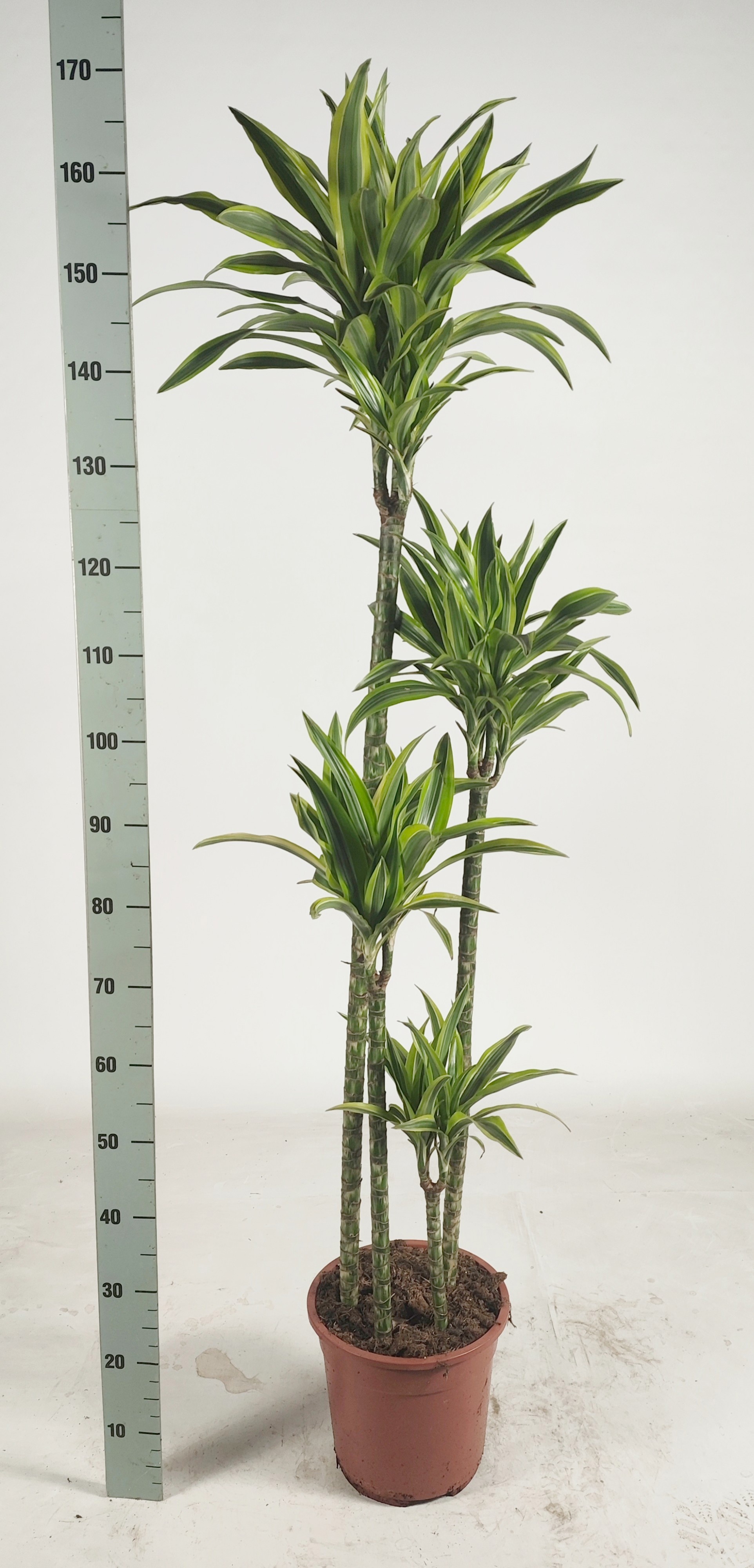 Горшечные цветы и растения оптом Dra De Lemon Lime от 1шт из Голландии с доставкой по России