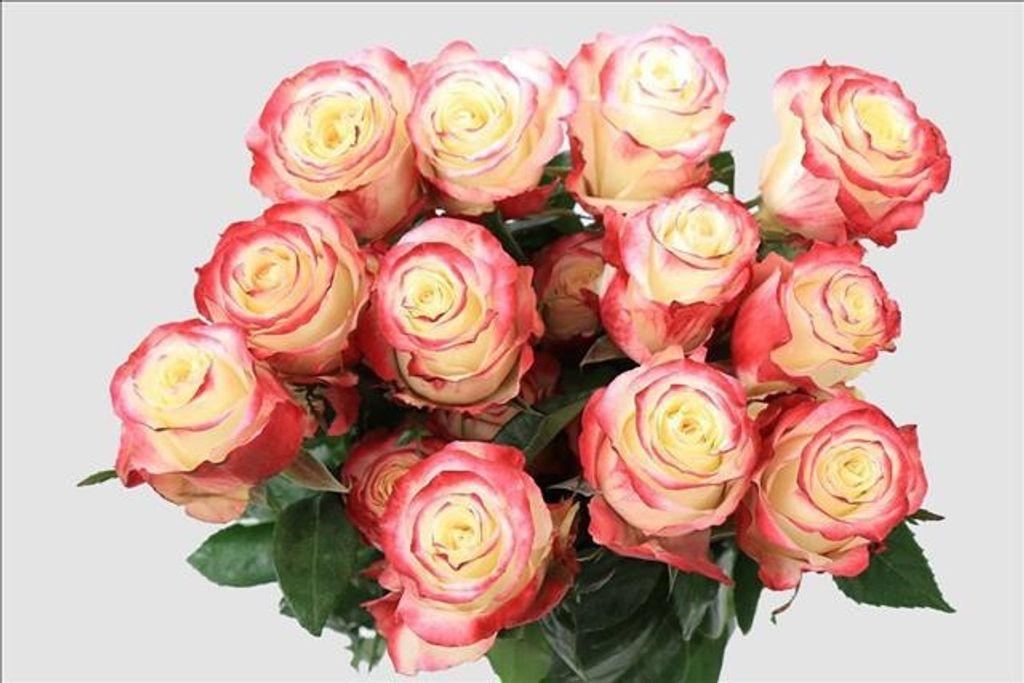 Срезанные цветы оптом Rosa ec sweetnesse от 50шт из Голландии с доставкой по России