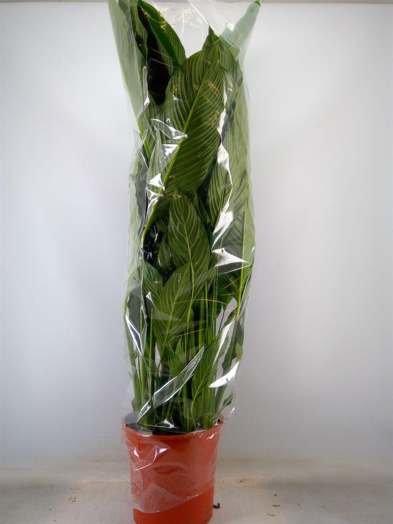 Горшечные цветы и растения оптом Spath Sweet Sebastiano 2+ (air So Pure) от 1шт из Голландии с доставкой по России