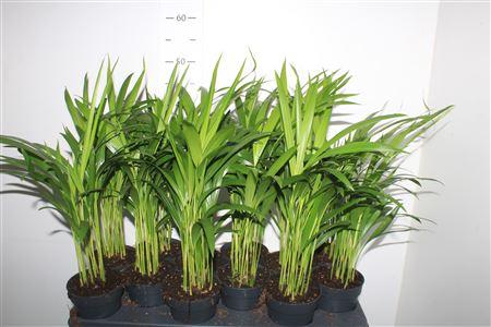 Горшечные цветы и растения оптом Dypsis Lutescens 10pp от 12шт из Голландии с доставкой по России