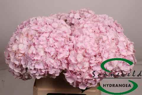 Срезанные цветы оптом Hydrangea pinky от 10шт из Голландии с доставкой по России