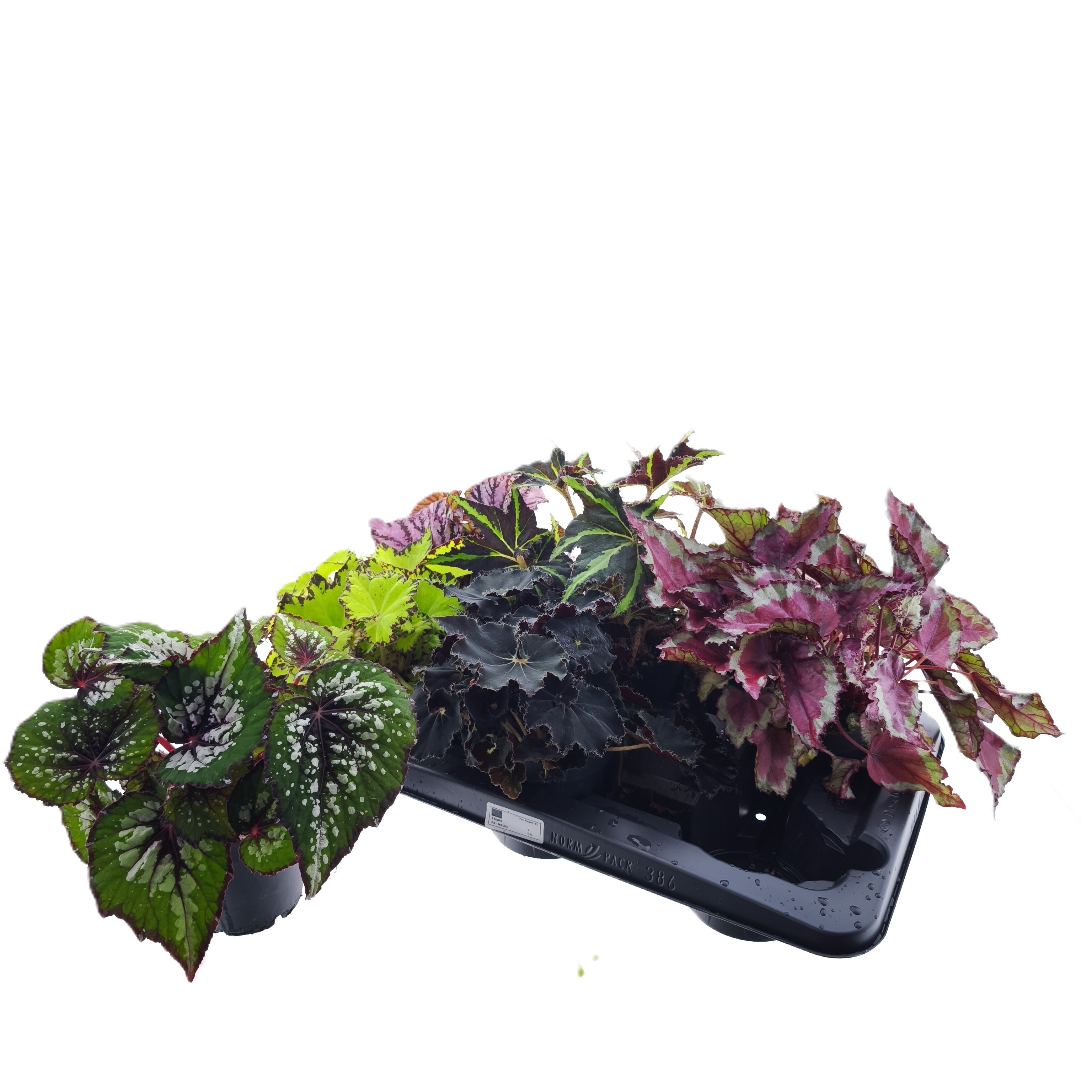 Горшечные цветы и растения оптом Beg Rex Grp Gem от 6шт (для телеги) из Голландии с доставкой по России