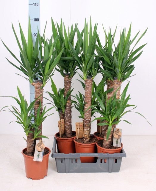 Горшечные цветы и растения оптом Yucca от 5шт из Голландии с доставкой по России