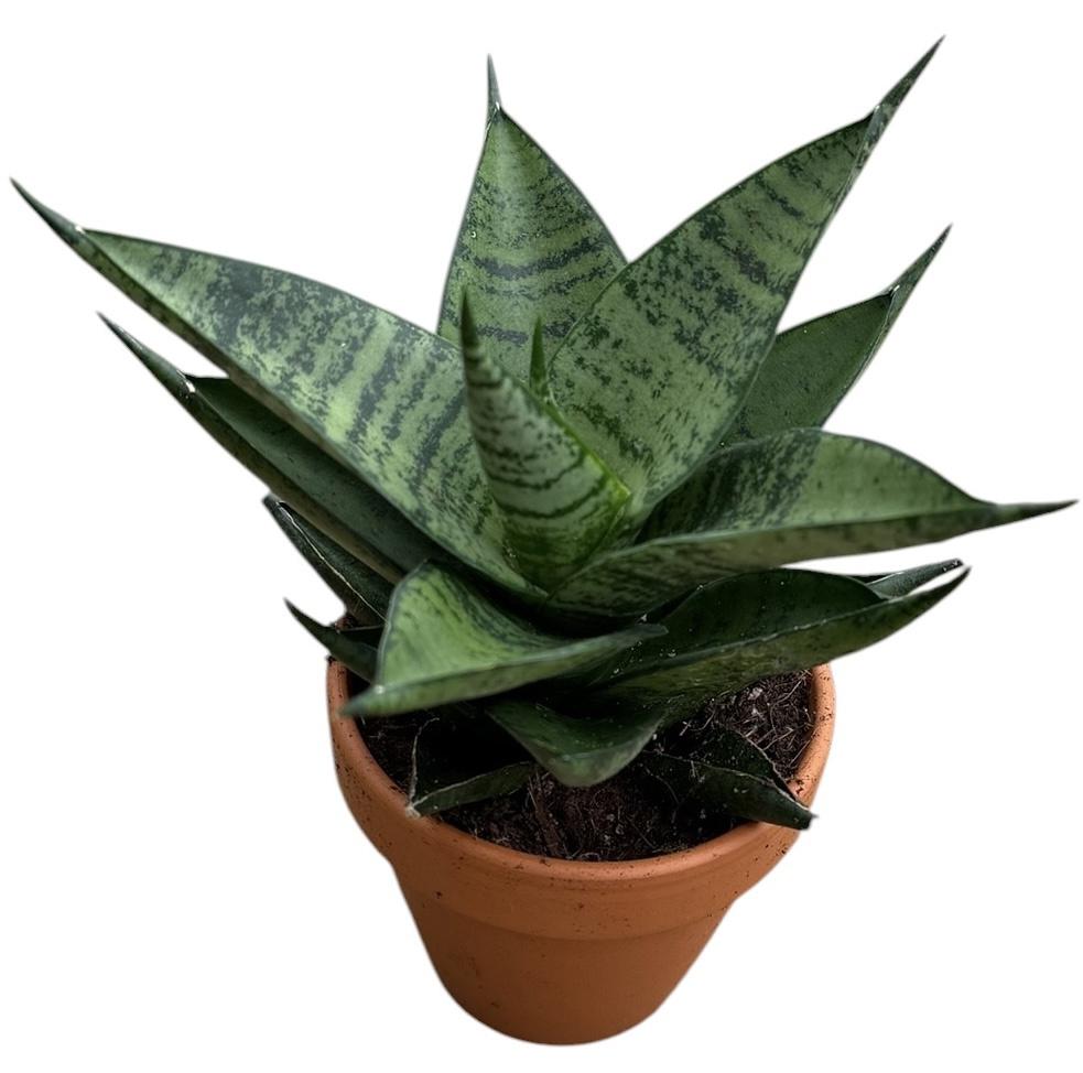 Горшечные цветы и растения оптом Sansevieria Pagodah Dark от 1шт (для телеги) из Голландии с доставкой по России