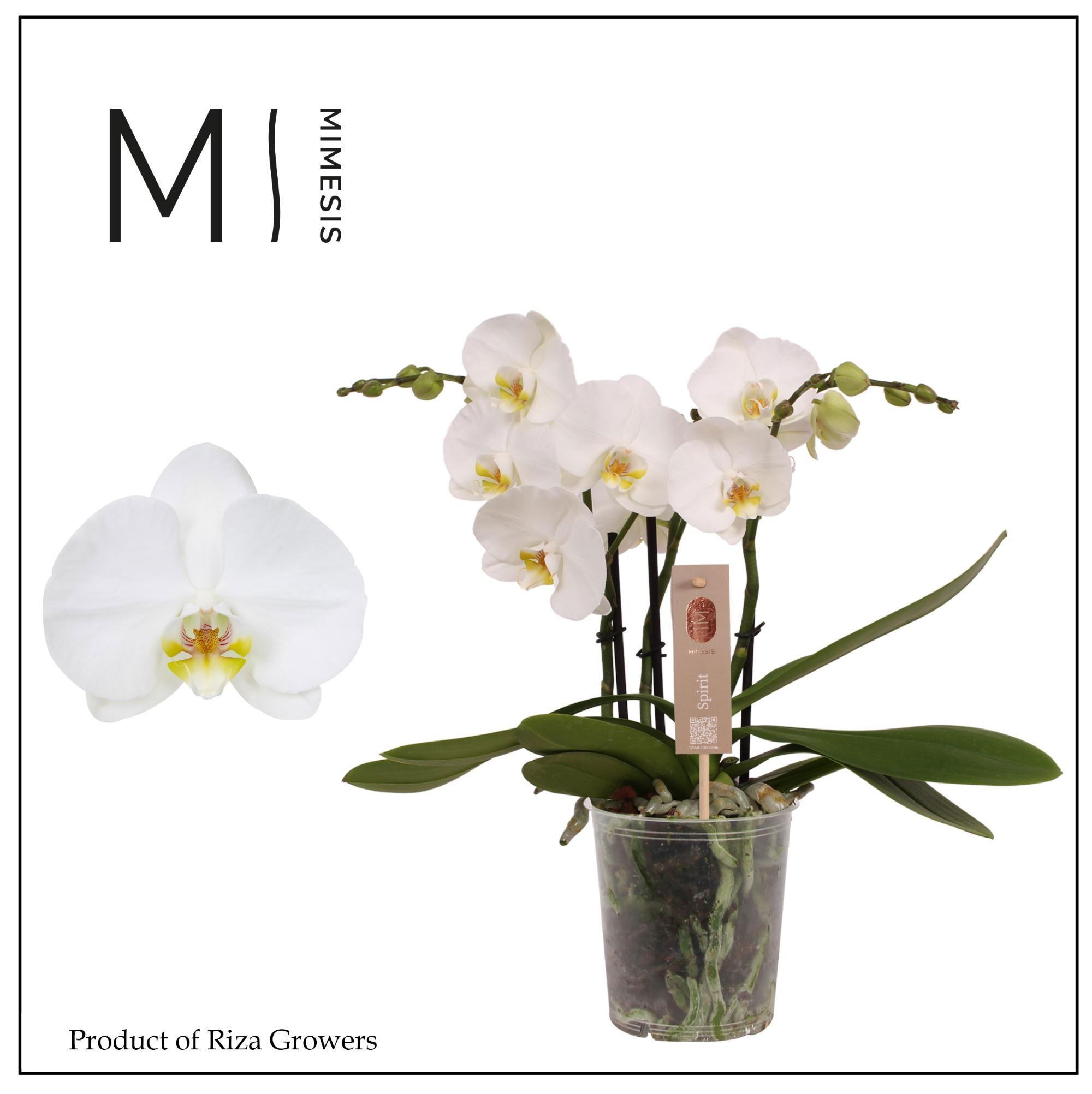 Горшечные цветы и растения оптом Phal 3st Spirit White (mimesis) от 6шт из Голландии с доставкой по России