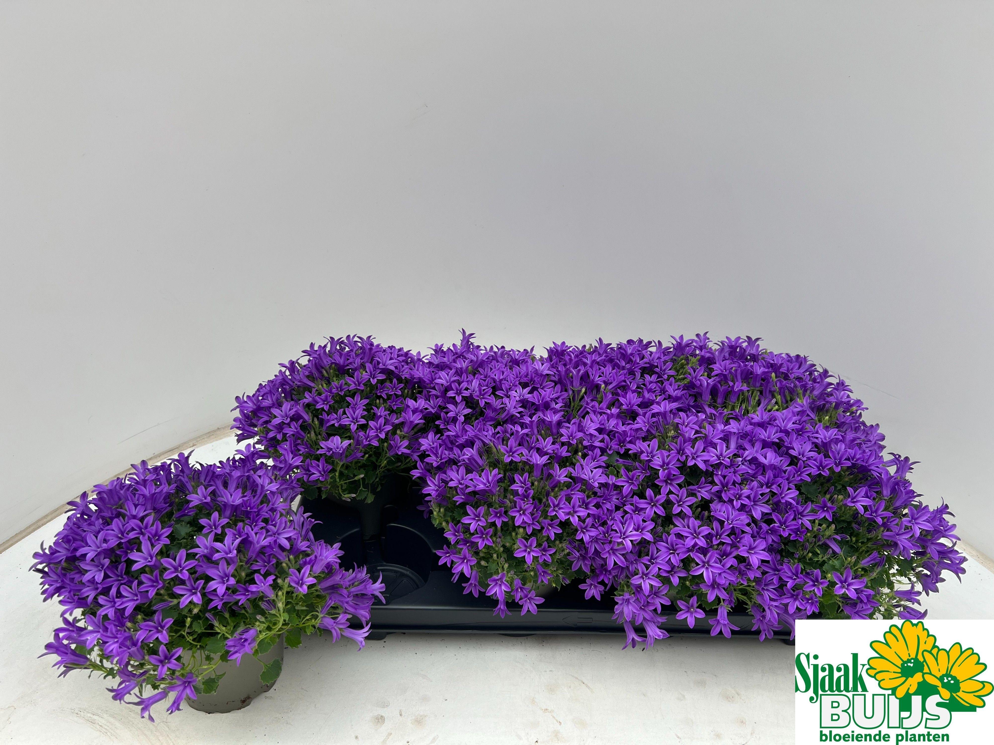 Горшечные цветы и растения оптом Camp Por Kris от 8шт (для телеги) из Голландии с доставкой по России