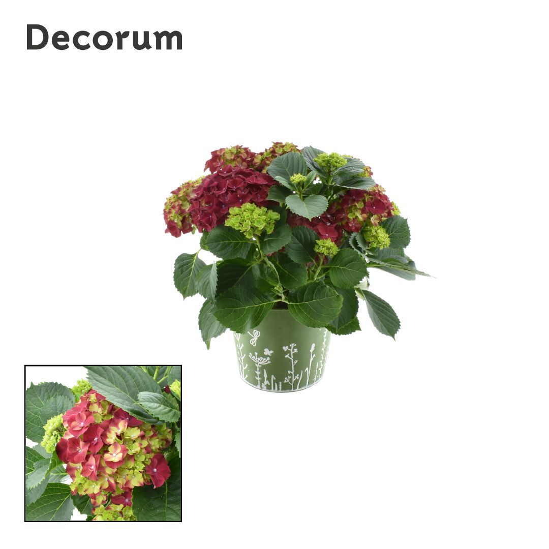 Горшечные цветы и растения оптом Hydrangea Bol Red 7 - 12 Kop In Zink Groen (decoru от 1шт из Голландии с доставкой по России