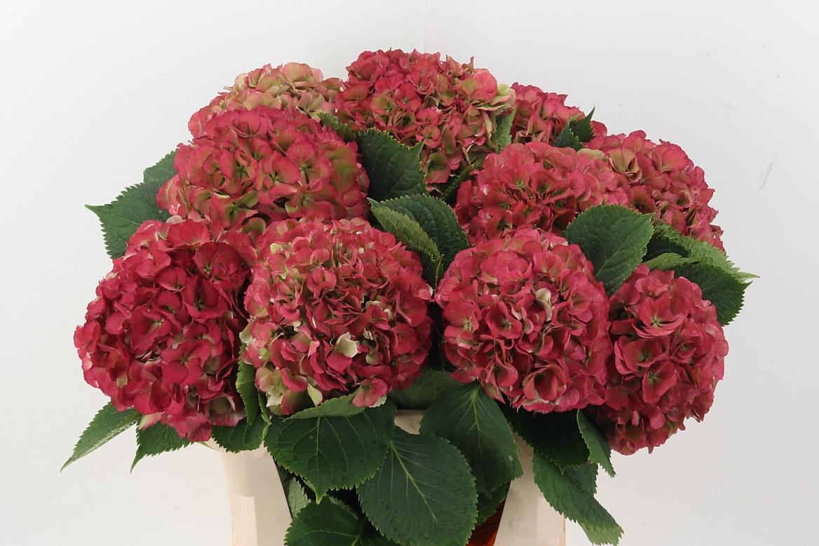 Срезанные цветы оптом Hydrangea elbtal classic от 10шт из Голландии с доставкой по России