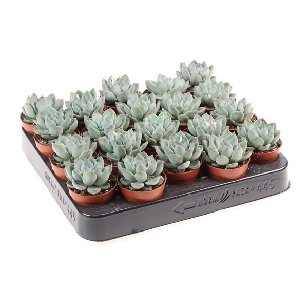 Горшечные цветы и растения оптом Echeveria Riegel от 20шт из Голландии с доставкой по России