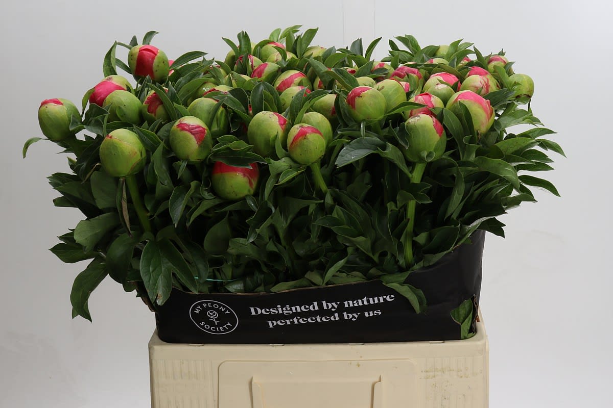 Срезанные цветы оптом Paeonia coral sunset от 60шт из Голландии с доставкой по России