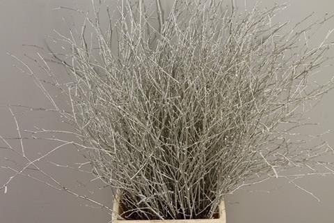 Срезанные цветы оптом Betula paint platinum от 10шт из Голландии с доставкой по России