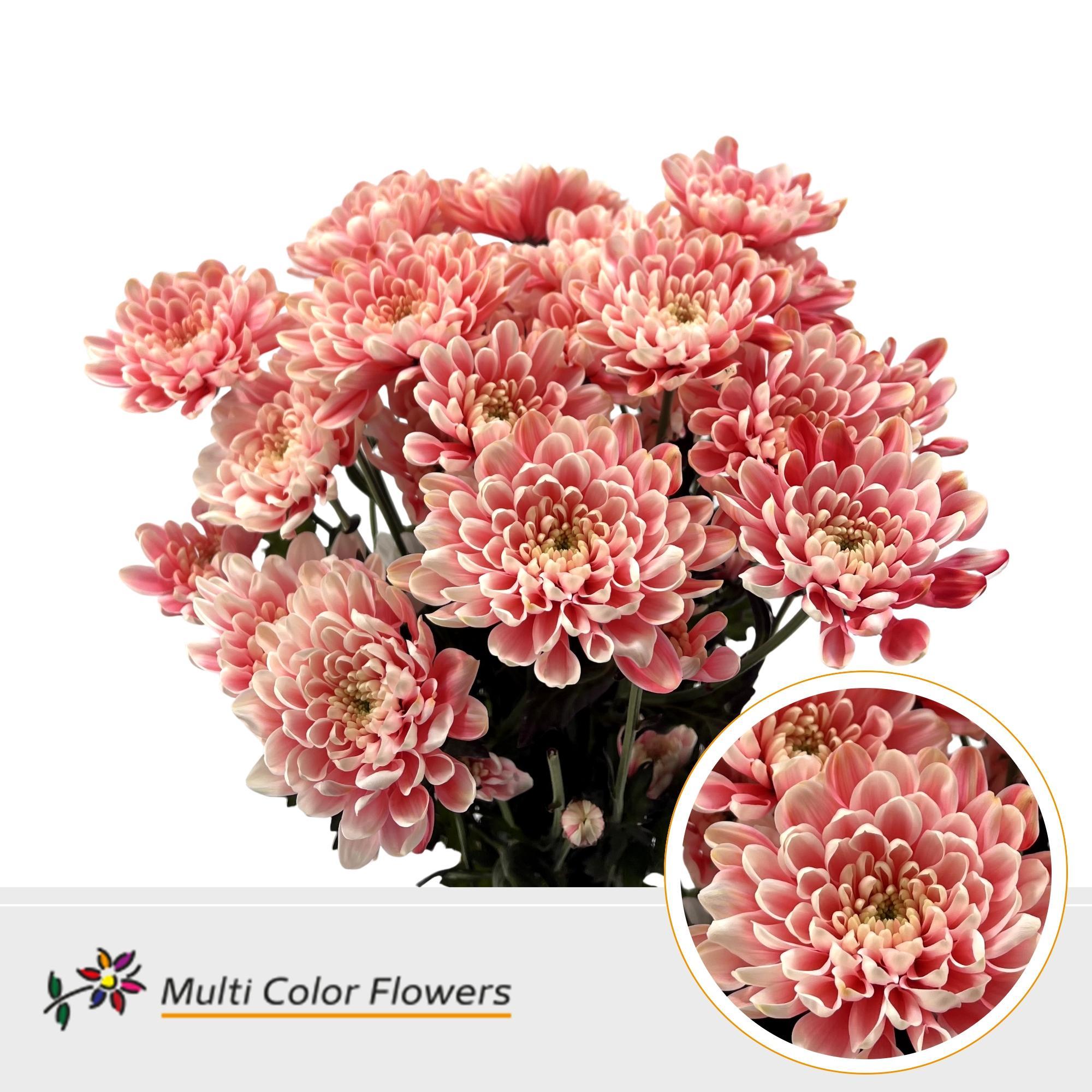 Срезанные цветы оптом Chrys sp paint altaj explosion от 40шт из Голландии с доставкой по России