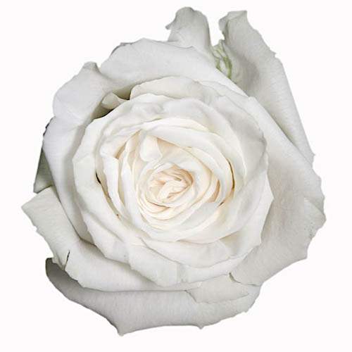 Розы оптом PLAYA BLANCA из Эквадора с доставкой по России