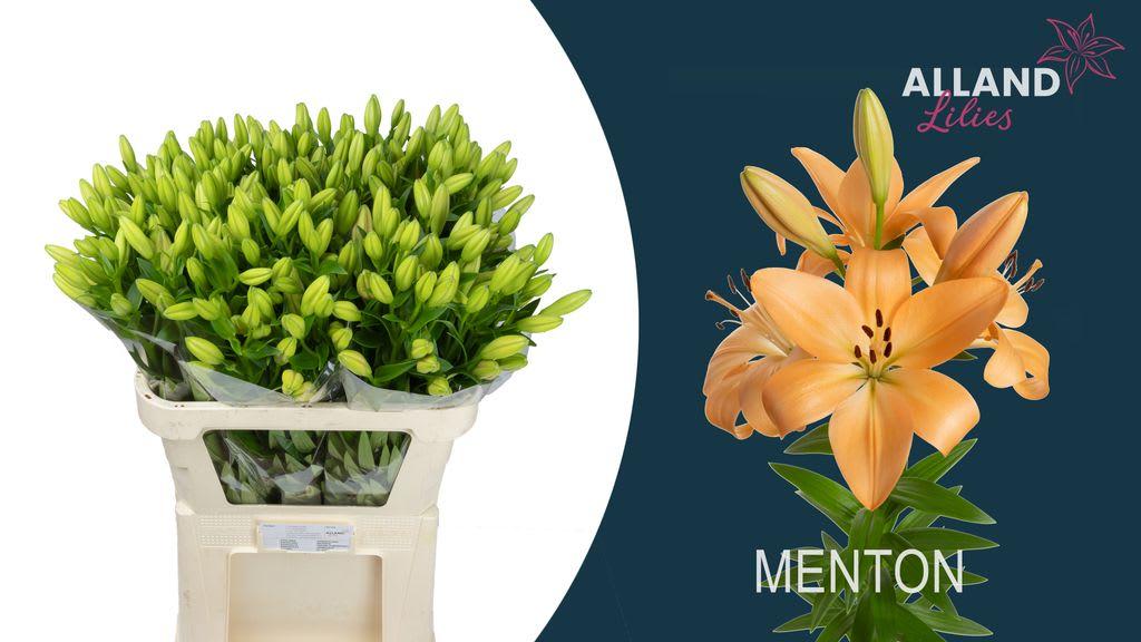 Срезанные цветы оптом Lilium la menton от 60шт из Голландии с доставкой по России