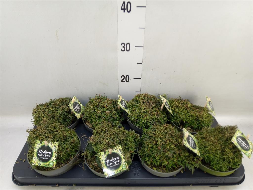 Горшечные цветы и растения оптом Hedera   ... от 8шт из Голландии с доставкой по России