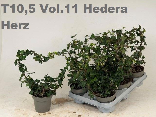 Горшечные цветы и растения оптом Hed He Ov Groen от 8шт из Голландии с доставкой по России