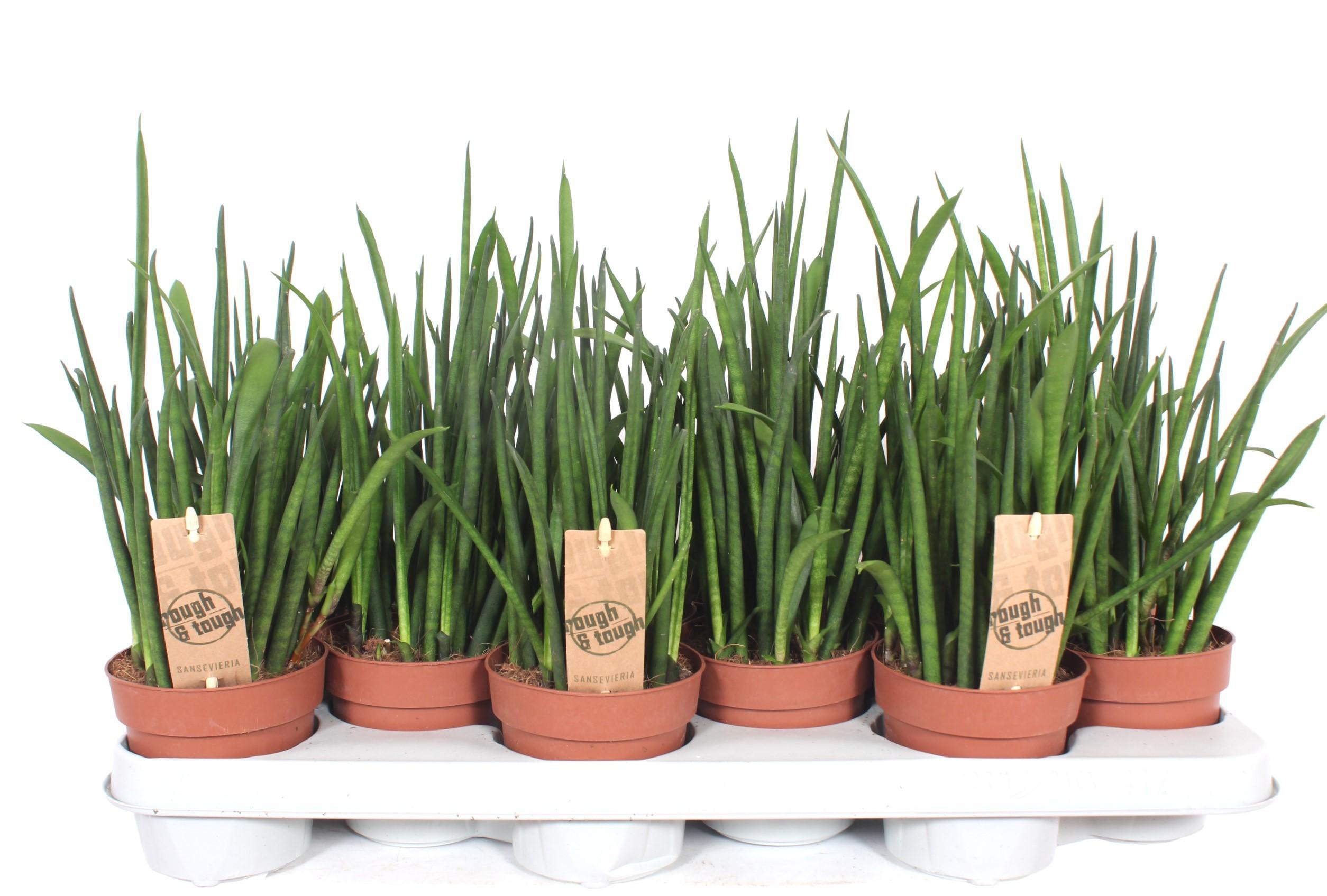 Горшечные цветы и растения оптом Sansevieria Bacularis от 12шт из Голландии с доставкой по России