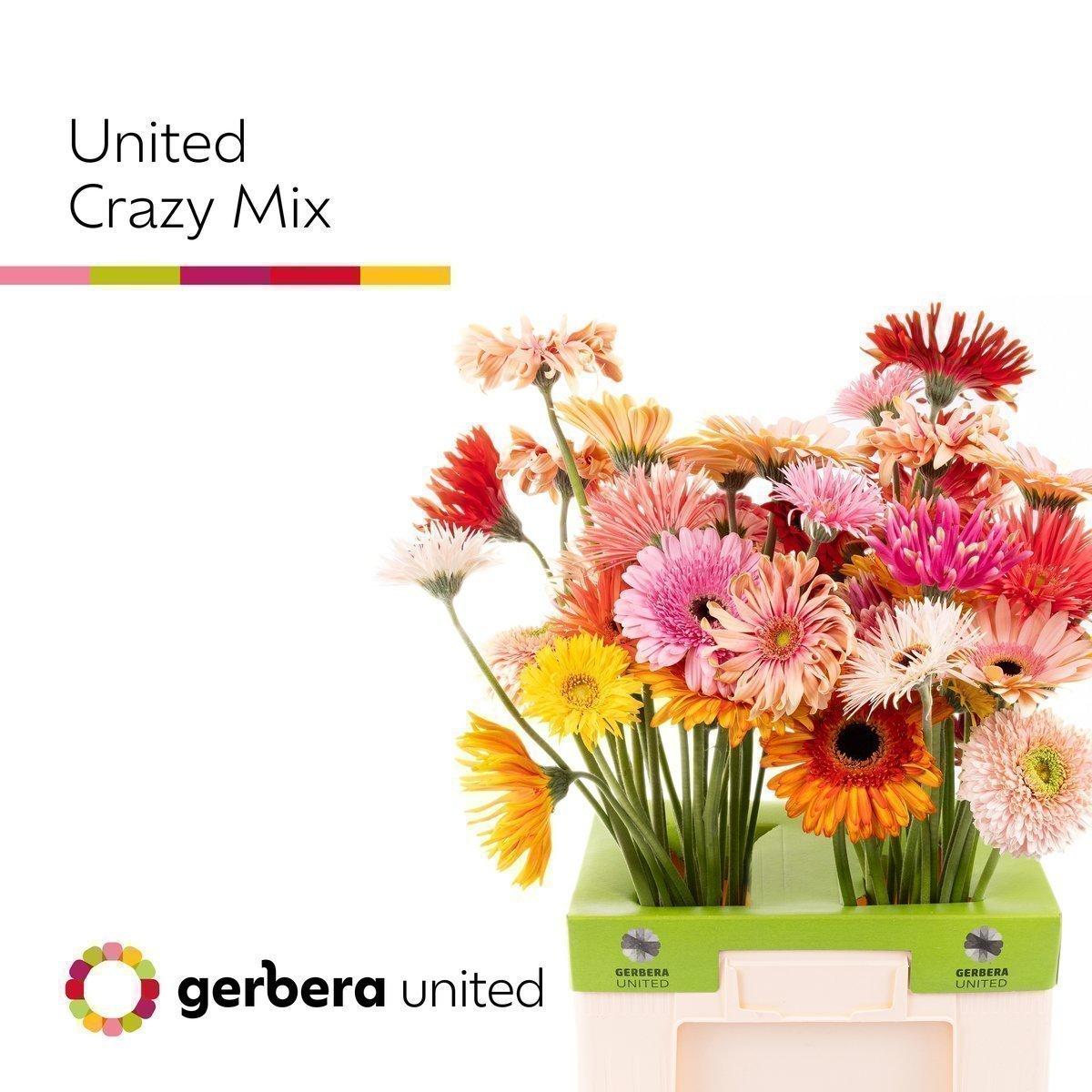 Срезанные цветы оптом Gerbera spinbloemig от 50шт из Голландии с доставкой по России