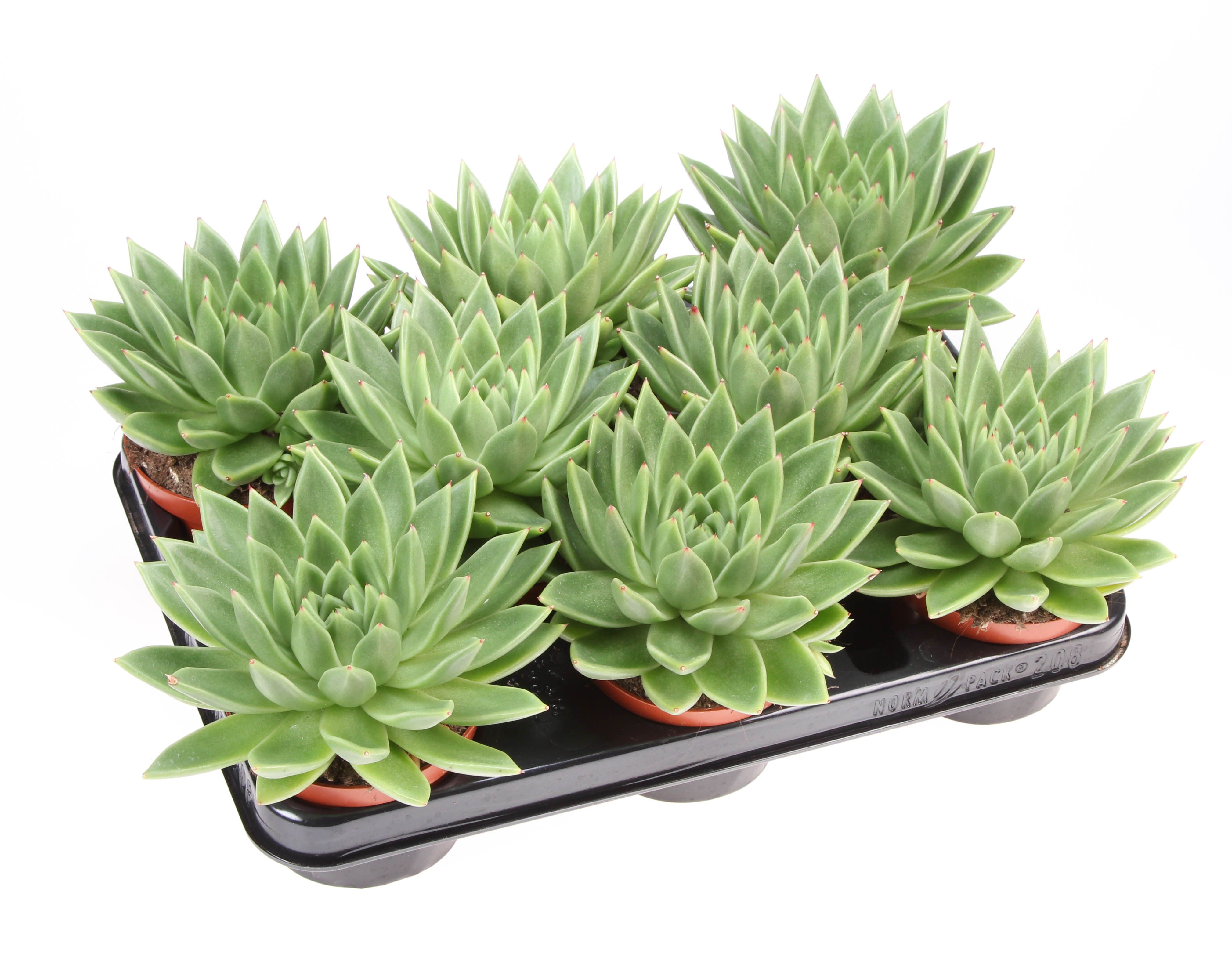 Горшечные цветы и растения оптом Echeveria Miranda от 8шт из Голландии с доставкой по России
