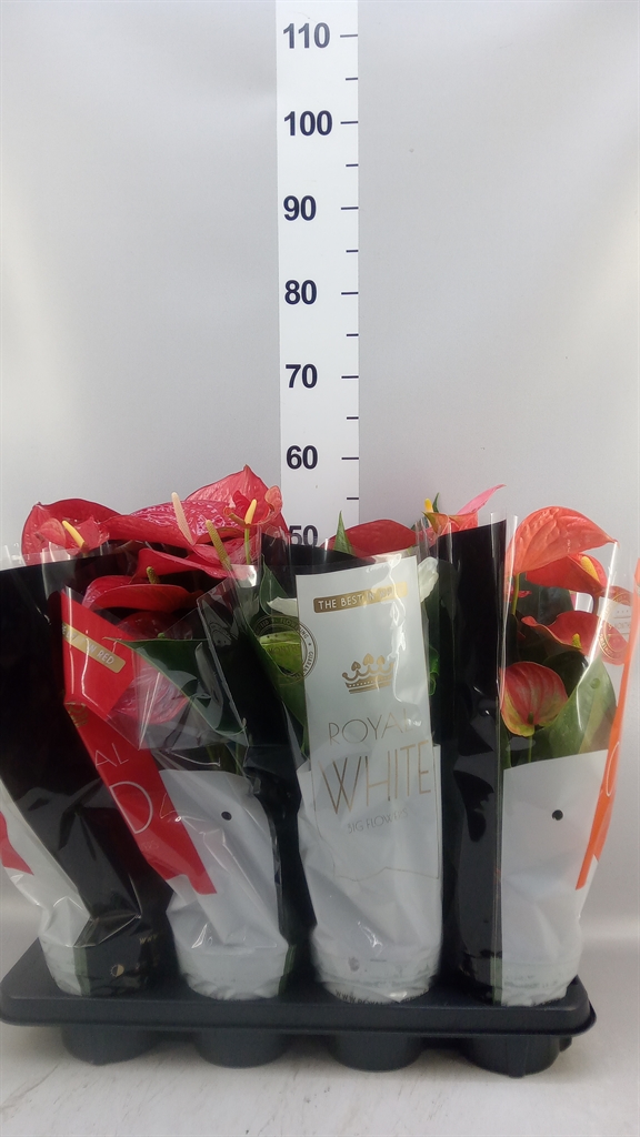 Горшечные цветы и растения оптом Anthurium ...mix от 8шт из Голландии с доставкой по России