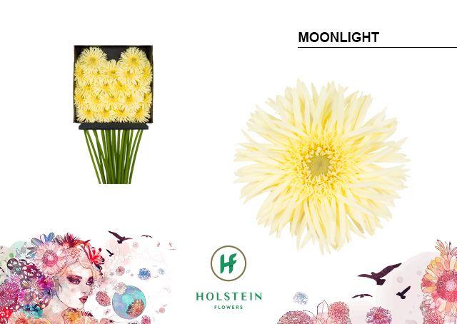 Срезанные цветы оптом Germini diamond gerspider moonlight от 20шт из Голландии с доставкой по России