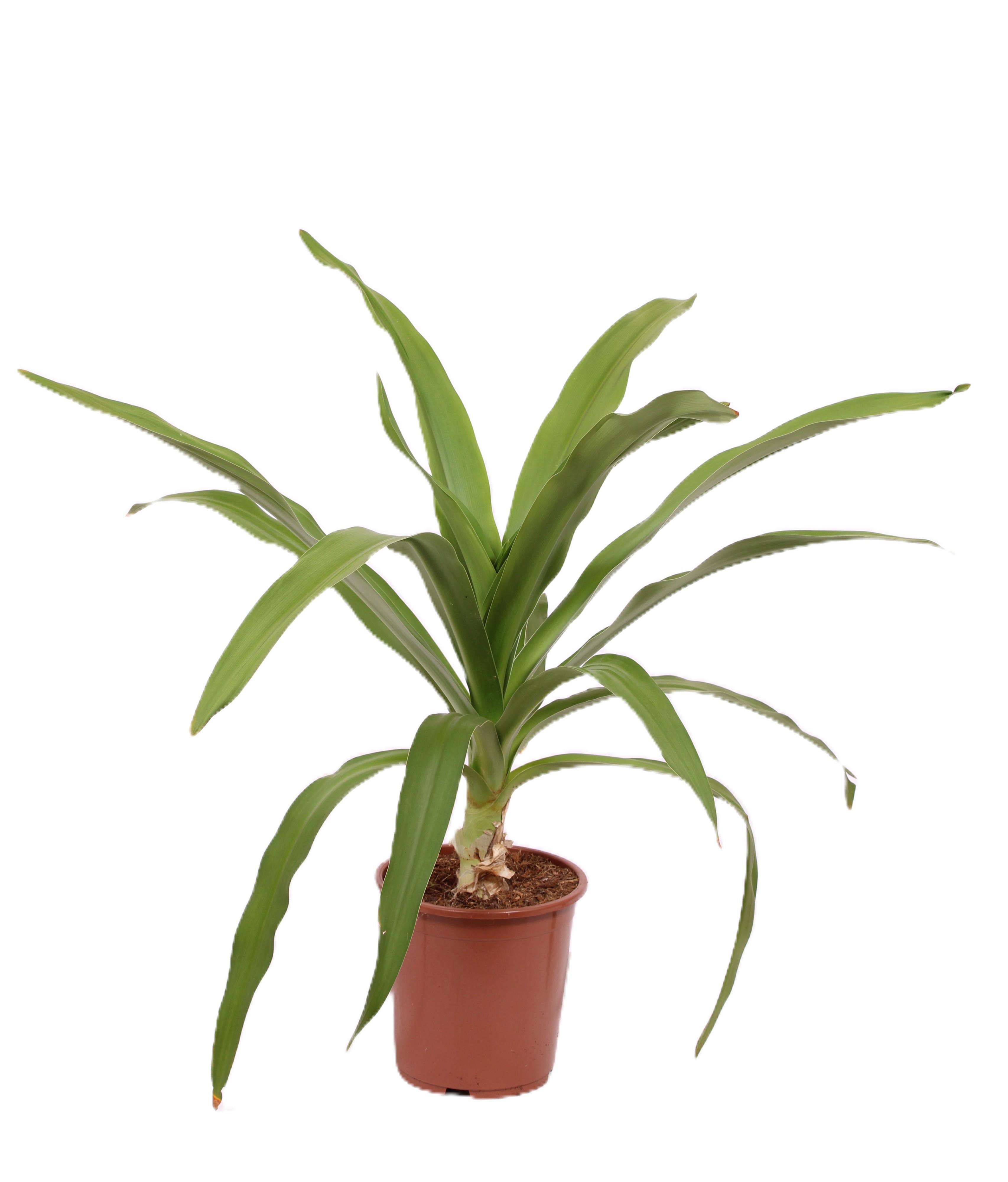 Горшечные цветы и растения оптом Crinum Alba от 1шт из Голландии с доставкой по России